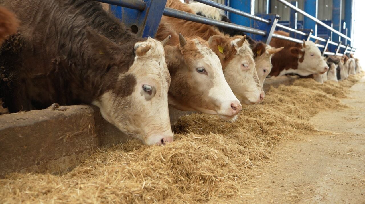 Büyükbaş Hayvan Beslemede Dikkat Edilmesi Gereken 5 Altın Kural