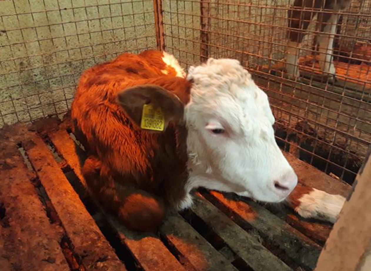 Hayvanlarda İshali En Çabuk Ne Keser?