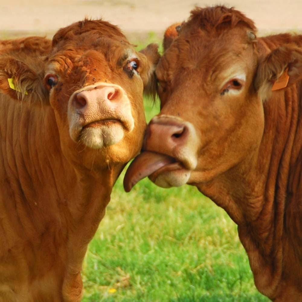 Hızlı Kilo Alan Kurbanlıklar: Besleme Stratejileri, Teknikler ve Akıllı Yem Seçenekleri